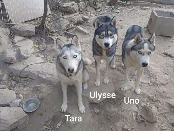 Ulysse, Husky Sibérien à adopter en association