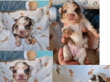 5 chiots Pomchi non LOF de juin 2026 à réserver