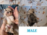 5 chiots Pomchi non LOF de juin 2026 à réserver