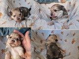 5 chiots Pomchi non LOF de juin 2026 à réserver