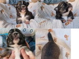 5 chiots Pomchi non LOF de juin 2026 à réserver