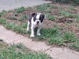 Chiots Boston Terrier à vendre