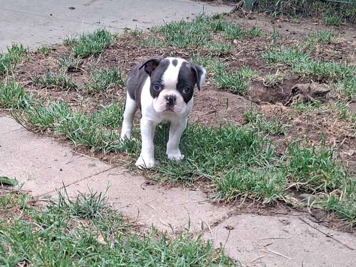 Chiots Boston Terrier à vendre