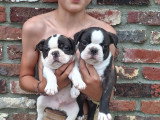 Chiots Boston Terrier à vendre
