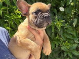2 chiots Bouledogue Français mâles fauves LOF nés en mai 2026 à vendre