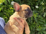 2 chiots Bouledogue Français mâles fauves LOF nés en mai 2026 à vendre