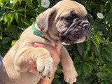 2 chiots Bouledogue Français mâles fauves LOF nés en mai 2026 à vendre