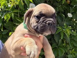 2 chiots Bouledogue Français mâles fauves LOF nés en mai 2026 à vendre