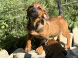Sami, chiot roumain à adopter en association