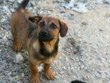 Sami, chiot roumain à adopter en association