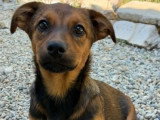 Sami, chiot roumain à adopter en association