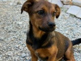 Sami, chiot roumain à adopter en association