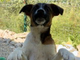 Samia, chiot femelle de Roumanie à adopter en association