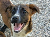 Samia, chiot femelle de Roumanie à adopter en association