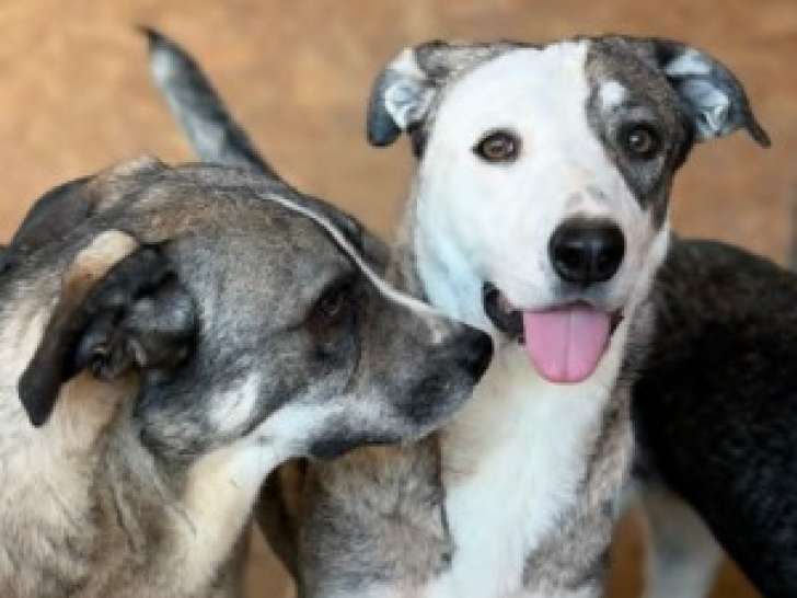 Luza, magnifique chienne de Roumanie à adopter en association