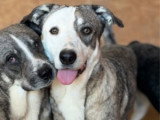 Luza, magnifique chienne de Roumanie à adopter en association