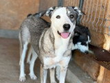 Luza, magnifique chienne de Roumanie à adopter en association