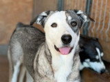 Luza, magnifique chienne de Roumanie à adopter en association