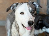 Luza, magnifique chienne de Roumanie à adopter en association