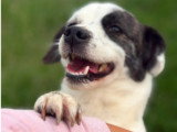 Lova, jeune chienne à adopter en association