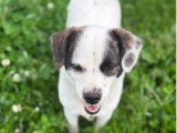 Lova, jeune chienne à adopter en association