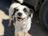 Lova, jeune chienne à adopter en association
