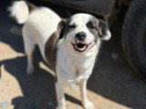 Lova, jeune chienne à adopter en association