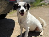 Lova, jeune chienne à adopter en association