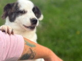 Lova, jeune chienne à adopter en association