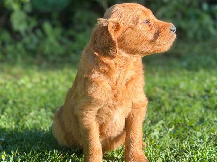 2 chiots Goldendoodle à réserver