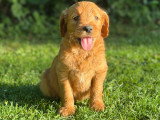 2 chiots Goldendoodle à réserver