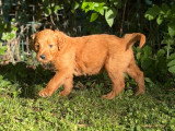 2 chiots Goldendoodle à réserver