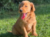 2 chiots Goldendoodle à réserver