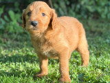 2 chiots Goldendoodle à réserver