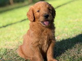 Chiot Goldendoodle mâle à réserver