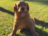 Chiot Goldendoodle mâle à réserver