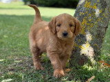 Chiot Goldendoodle mâle à réserver