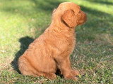 Chiot Goldendoodle mâle à réserver