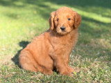 Chiot Goldendoodle mâle à réserver