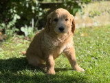 Chiot Goldendoodle femelle à vendre