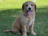 Chiot Goldendoodle femelle à vendre