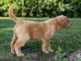 Chiot Goldendoodle femelle à vendre