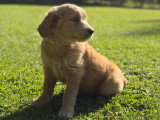 Chiot Goldendoodle femelle à vendre