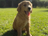Chiot Goldendoodle femelle à vendre