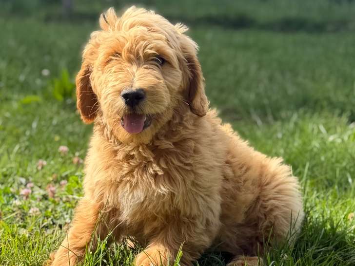 2 chiots Goldendoodle mâles à vendre