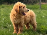 2 chiots Goldendoodle mâles à vendre