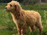 2 chiots Goldendoodle mâles à vendre