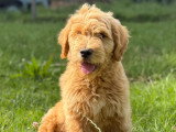 2 chiots Goldendoodle mâles à vendre