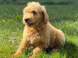 2 chiots Goldendoodle mâles à vendre