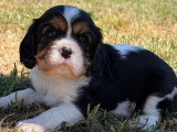 3 chiots Cavalier King Charles tricolores non LOF à réserver
